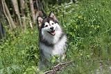 CHIEN FINNOIS DE LAPONIE 117